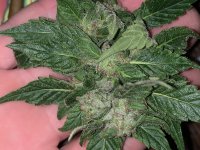 IMG_1827.jpeg