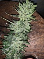 IMG_1849.jpeg