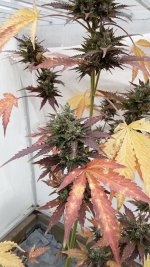 IMG20231016135351.jpg