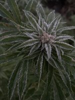 IMG_1886.jpeg
