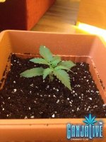 растиха 1.jpg