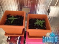 растиха 2.jpg