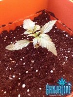 растиха 3.jpg