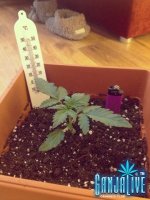 растиха 1.jpg