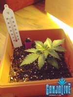 растиха 2.jpg