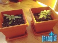 растиха 3.jpg