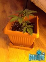 растиха 4.jpg