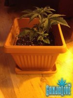 растиха 5.jpg