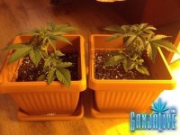 растиха 6.jpg