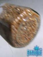 100_1909.JPG