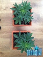 фото сверху.jpg