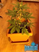 растиха 9.jpg