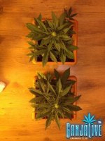 растиха 8.jpg