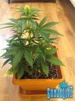 растиха 1.jpg