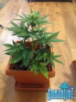 растиха 2.jpg