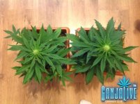 общий вид 1.jpg