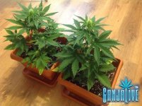 общий вид 2.jpg