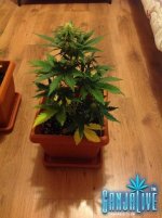 растишка 1.jpg