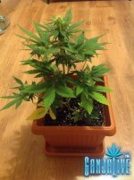 растишка 2.jpg