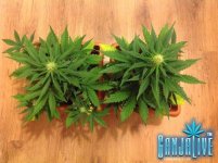 вид сверху.jpg