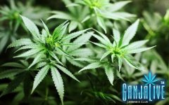 study-links-potent-pot-to-medical-marijuana.jpg