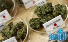 mass-pot-dispensaries-announced.jpg