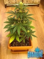 растиха 1.jpg