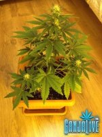 растиха 2.jpg