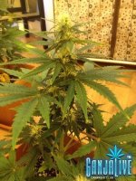 растиха 3.jpg