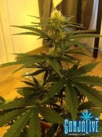 растиха 4.jpg