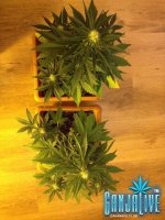 общий вид.jpg