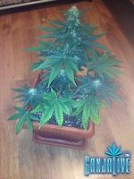 растиха 5.jpg