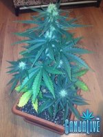 растиха 6.jpg