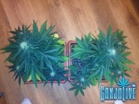 растиха 7.jpg