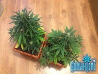 растиха 8.jpg