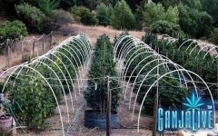mendocino-grow.jpg