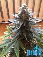 растиха 9.jpg