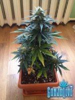 растиха 10.jpg