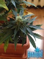 растиха 11.jpg