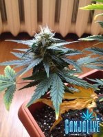 растиха 12.jpg