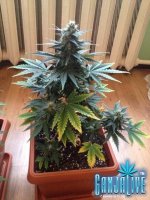 растиха 13.jpg