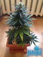 растиха 14.jpg