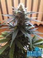 растиха 15.jpg