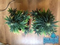 растиха 16.jpg