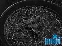 IMG_20140302_222204.jpg