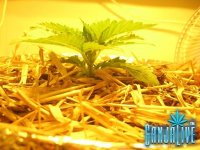 IMG_0683.JPG