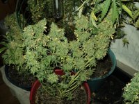 DSC08758.JPG