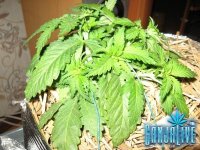 IMG_0715.JPG