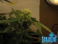 IMG_1959.JPG