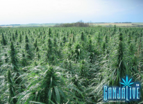 hemp-field.png